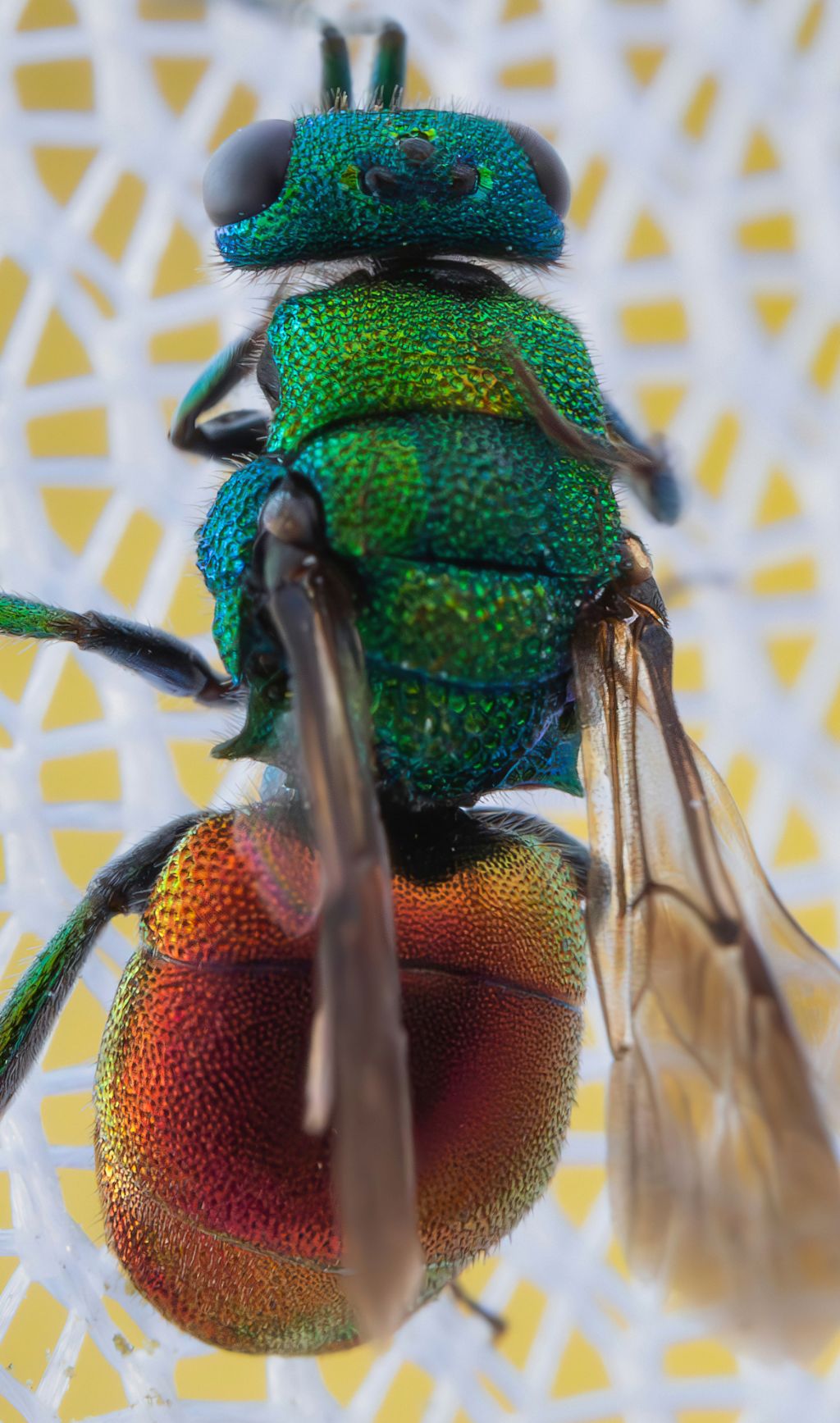 Chrysididae sp.